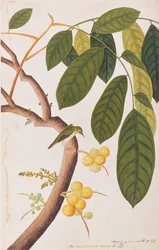 Oriëntaalse Witoog, uit Tekeningen van Vogels uit Malakka, c.1805-18